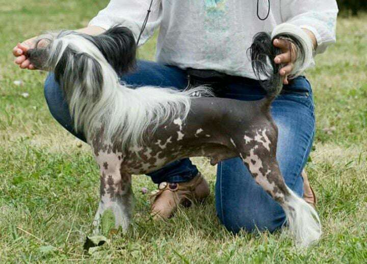 Legion of Dream Owen BEST