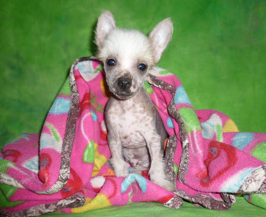 Legion of Dream Norman Rudis