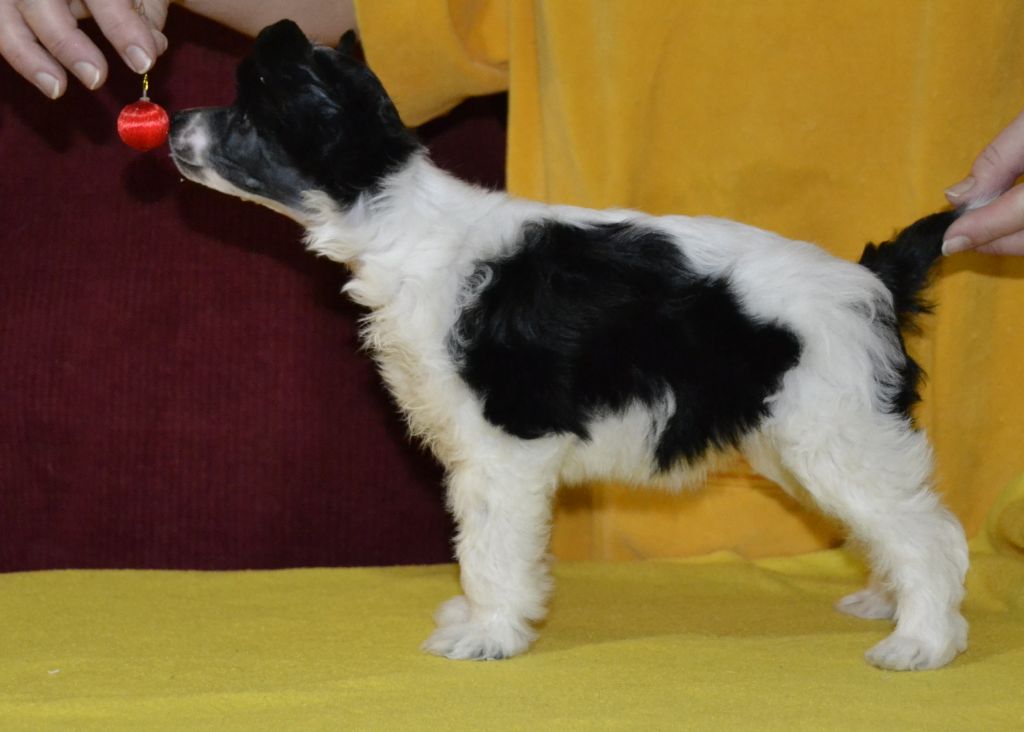 Dreamofmine Pocahontas