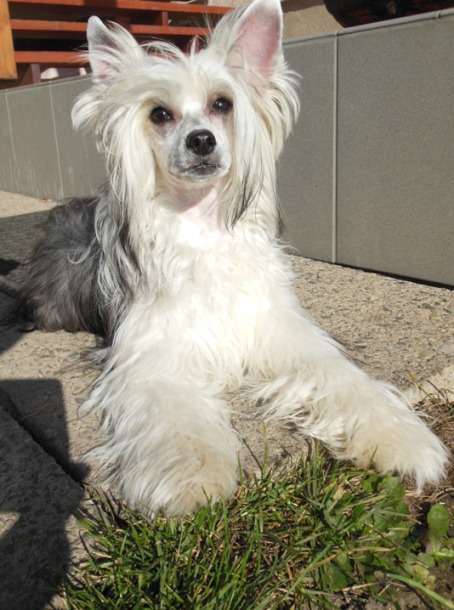 Foxy Flower z Waltariky