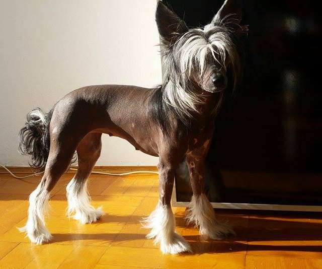 Fleer Fantasia z Waltariky