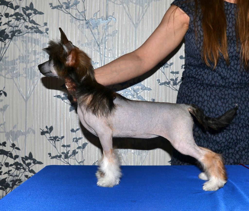 Marvi's-Stile Nika Radost Vashemu Domu