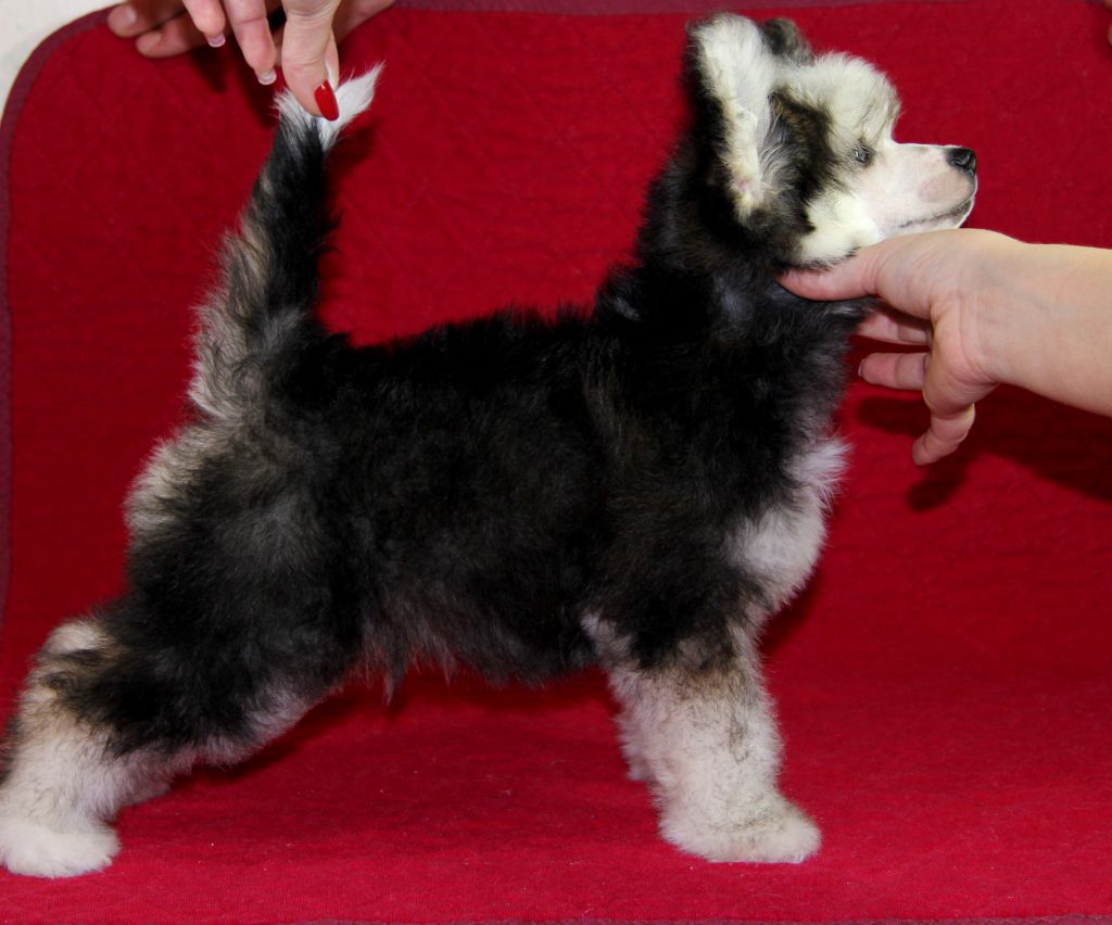 Oks Company Rammstein