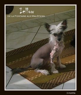 Iellow De la Fontaine aux Maléfices