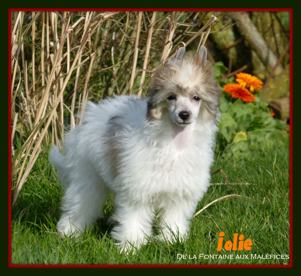 Iolie De la Fontaine aux Maléfices