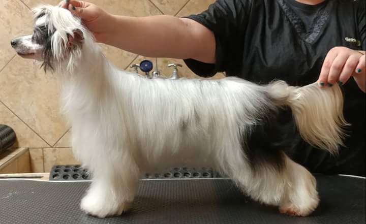 Electrified Powder Keg N'Co