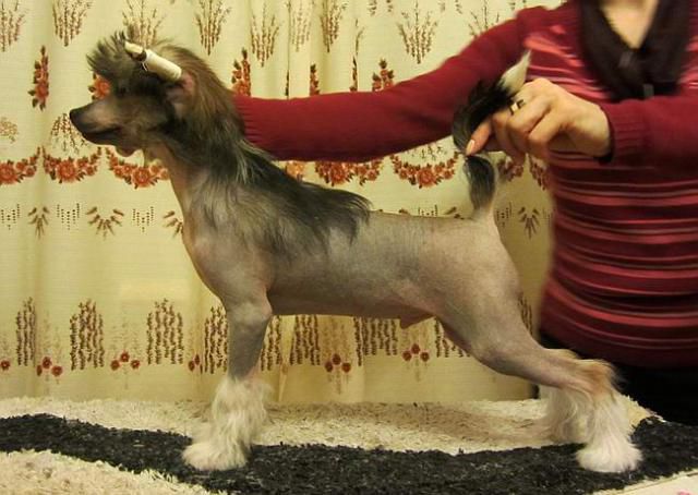 Kristal Yaniry Versale