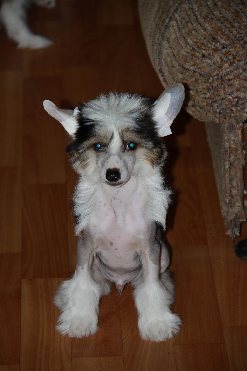 Zheneva-Debjut  Tsarskiy Podarok