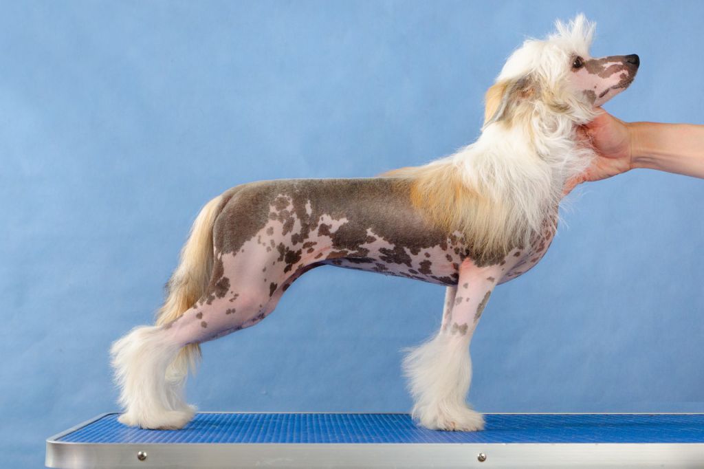 Eleonora Bonus Westtai