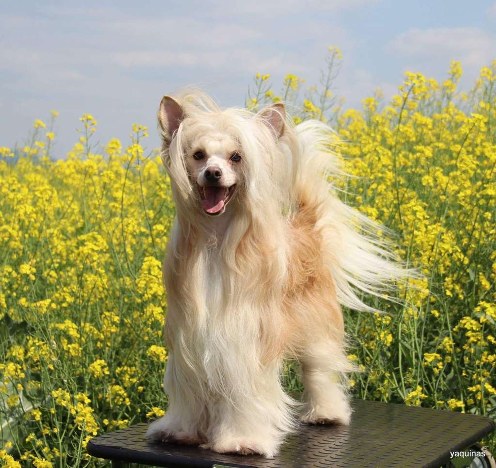 Charming Treasure All in One