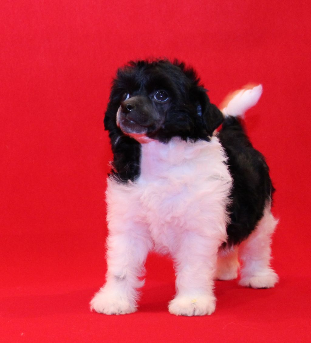 Galser Gillian Francie Sullivan