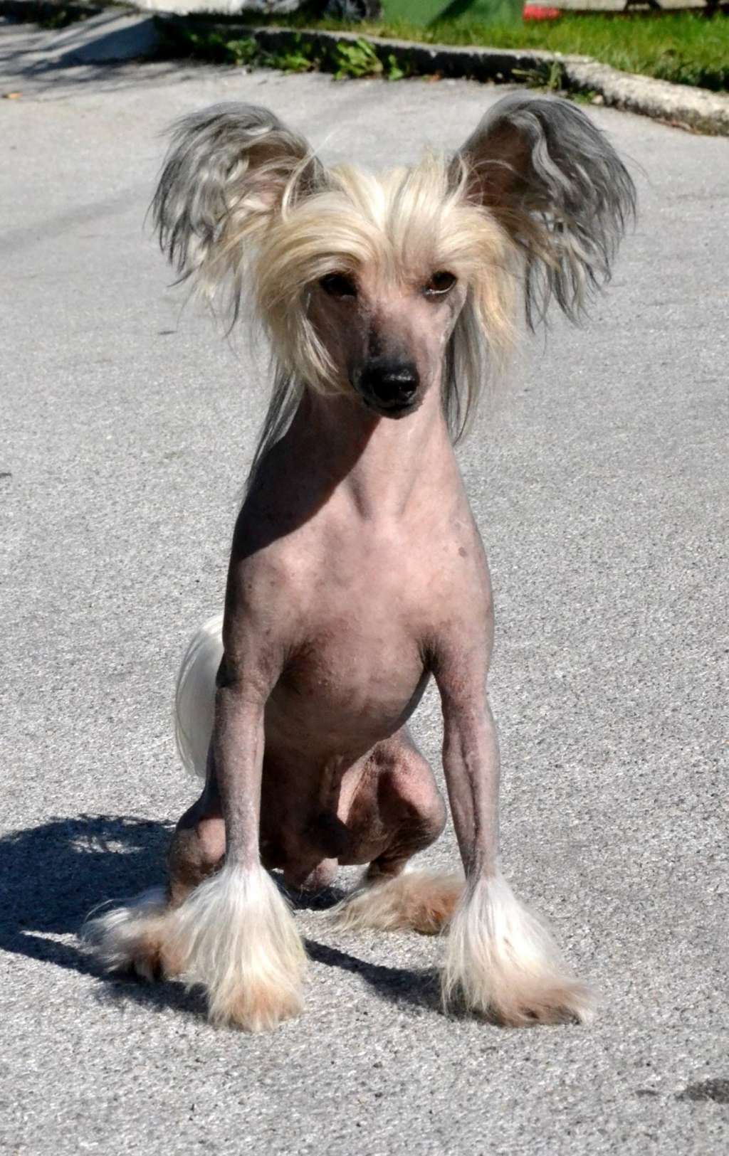 Stars at Sea Serrano