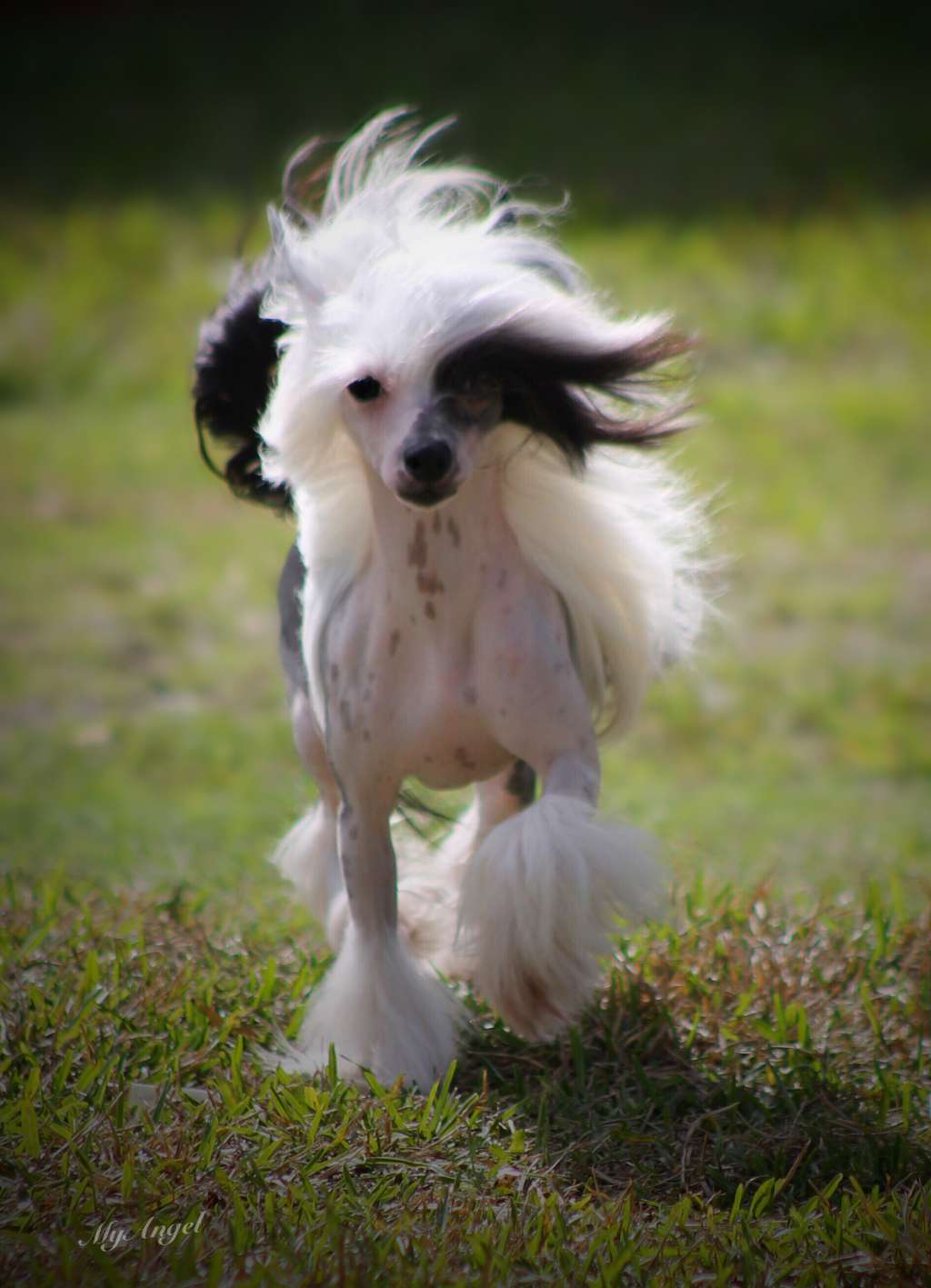 AM CAN CH. Dakota Rose Mambo Italiano