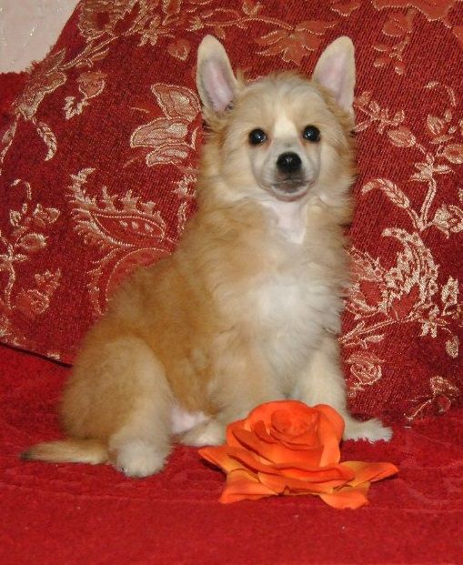 Du Hati Golden Angel