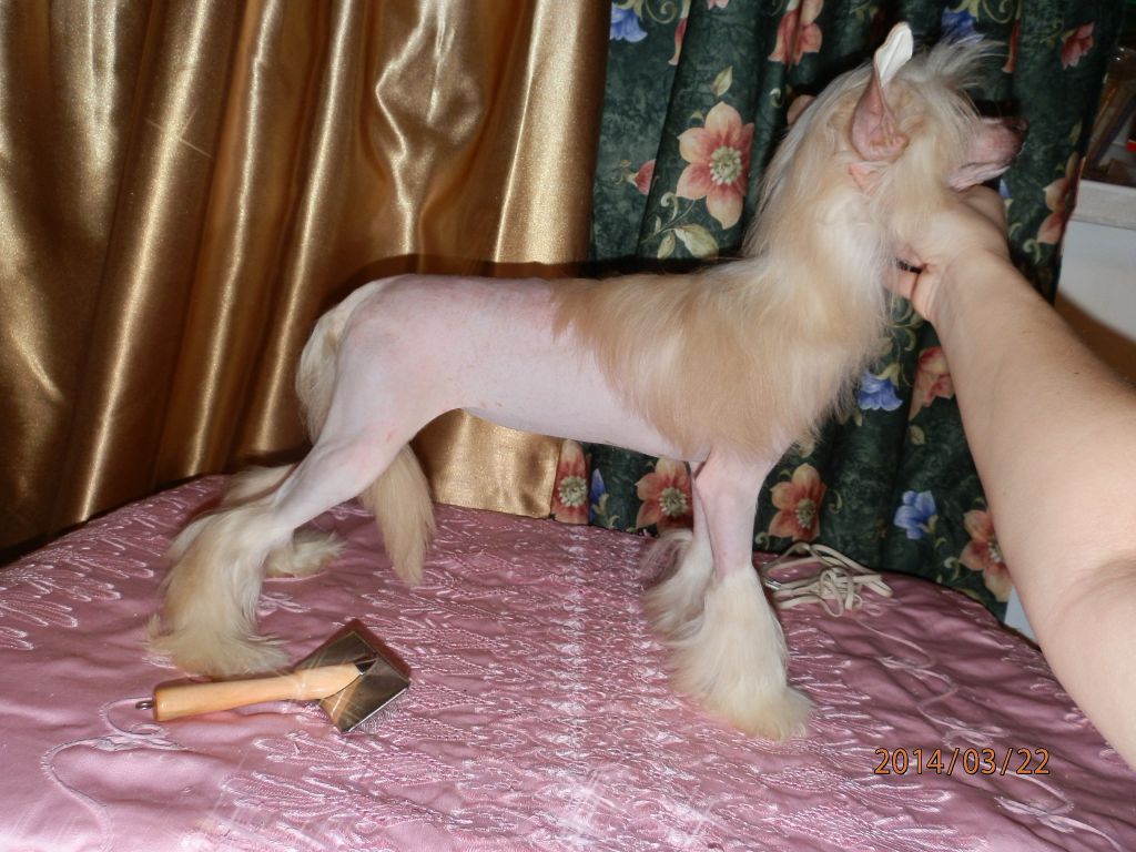 Dinasti ot Le Sand royal