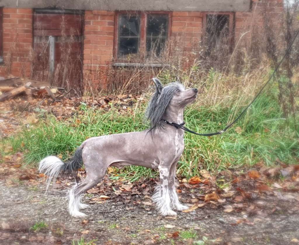 Valanyan Don't U Dare