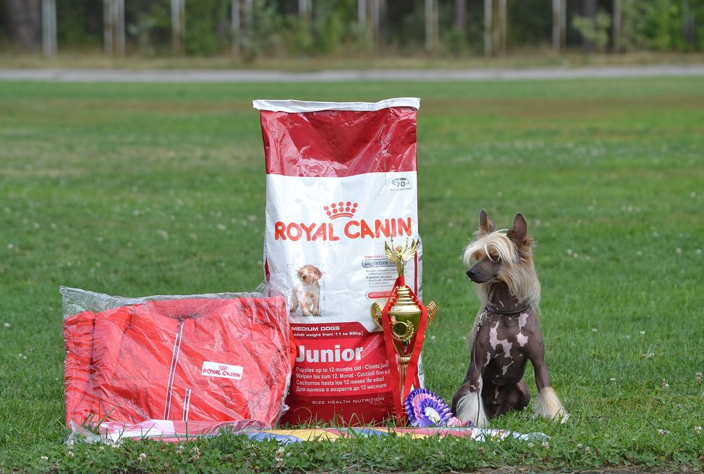 Conyak ot Volnogo Psa