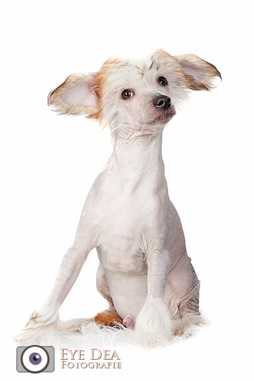 Happy Dancing Wendy's Wisdom