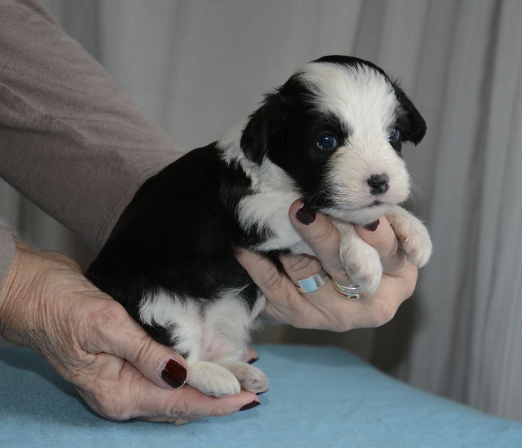 Happy Dancing Wild Wild West