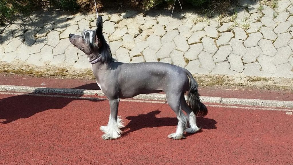 Pinky Twinky Princess Vixen