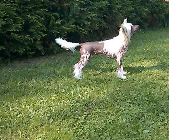 Jamming's Bujaka Bujaka