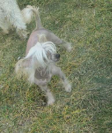 Sasqyehanna   ( fci) Elza