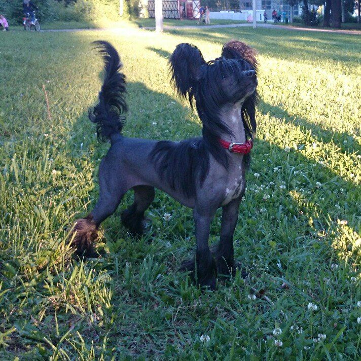 Ognenny Lotos Xillari