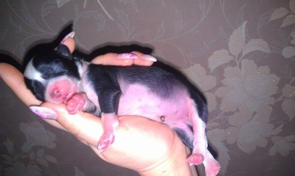 Ognenny Lotos Xabibi