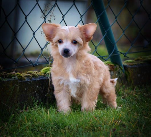 Shamusajo's Granatstern