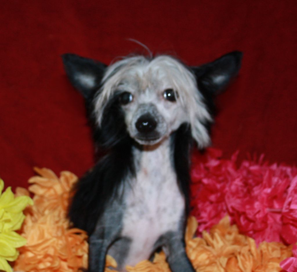 Charuyuschiy Soblazn Galadriel'