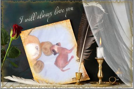 Cat's China Dogs Prince Valentino