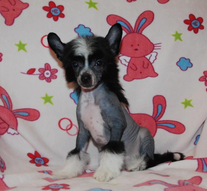 Kredo Festa Perfectly True