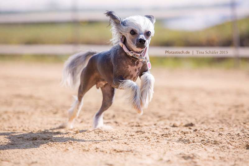 Amodia of Purple Rain