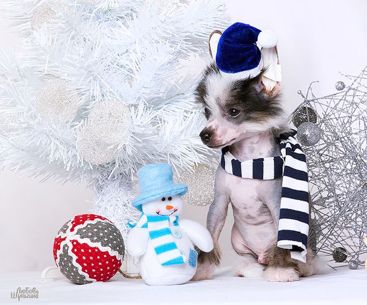 My Vanity Fair Ignasio