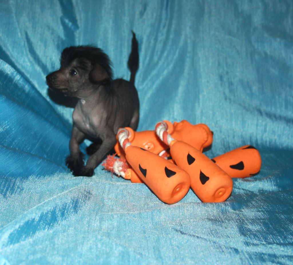 Charuyuschiy Soblazn Zhetem