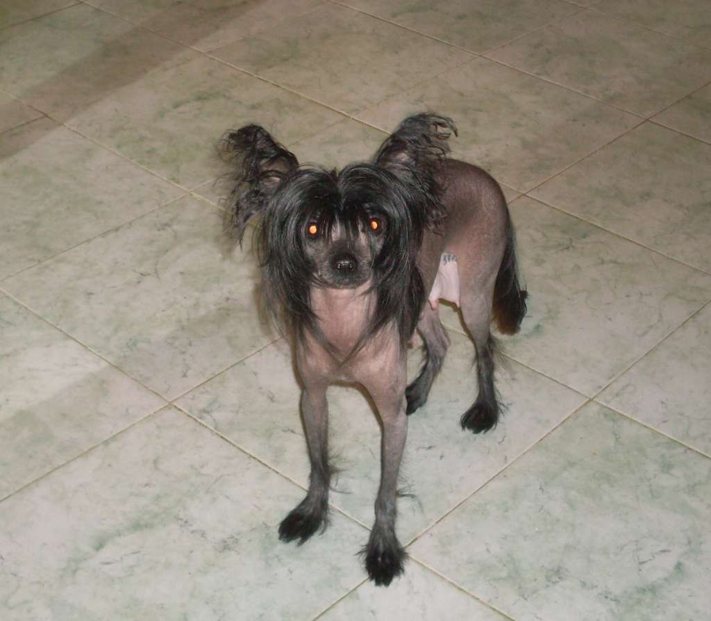 Charuyuschiy Soblazn Zhermona