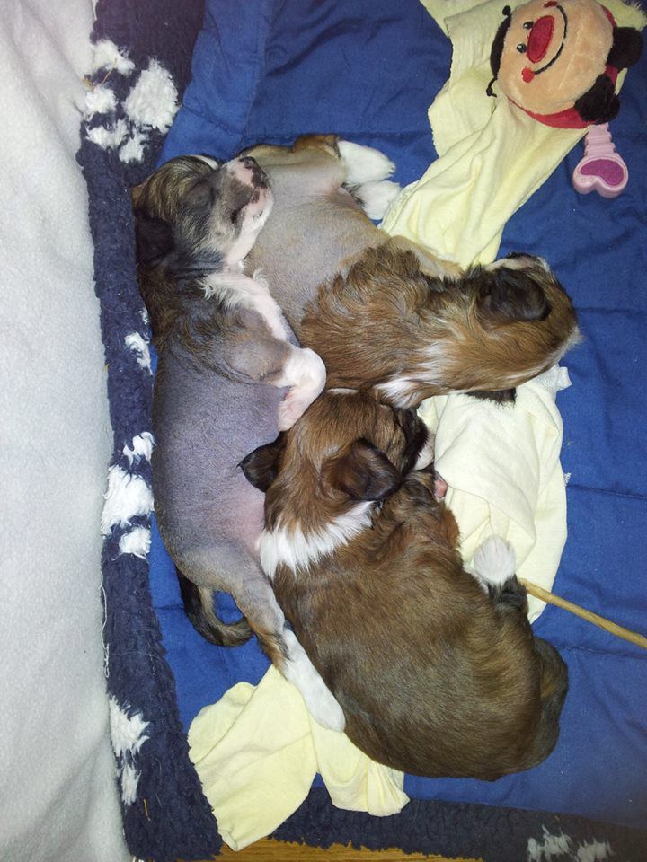 "D" Litter Gremlinto