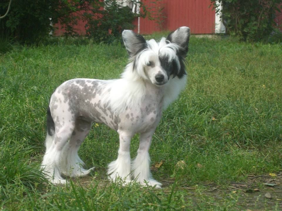 Lady's Trick Raindrops