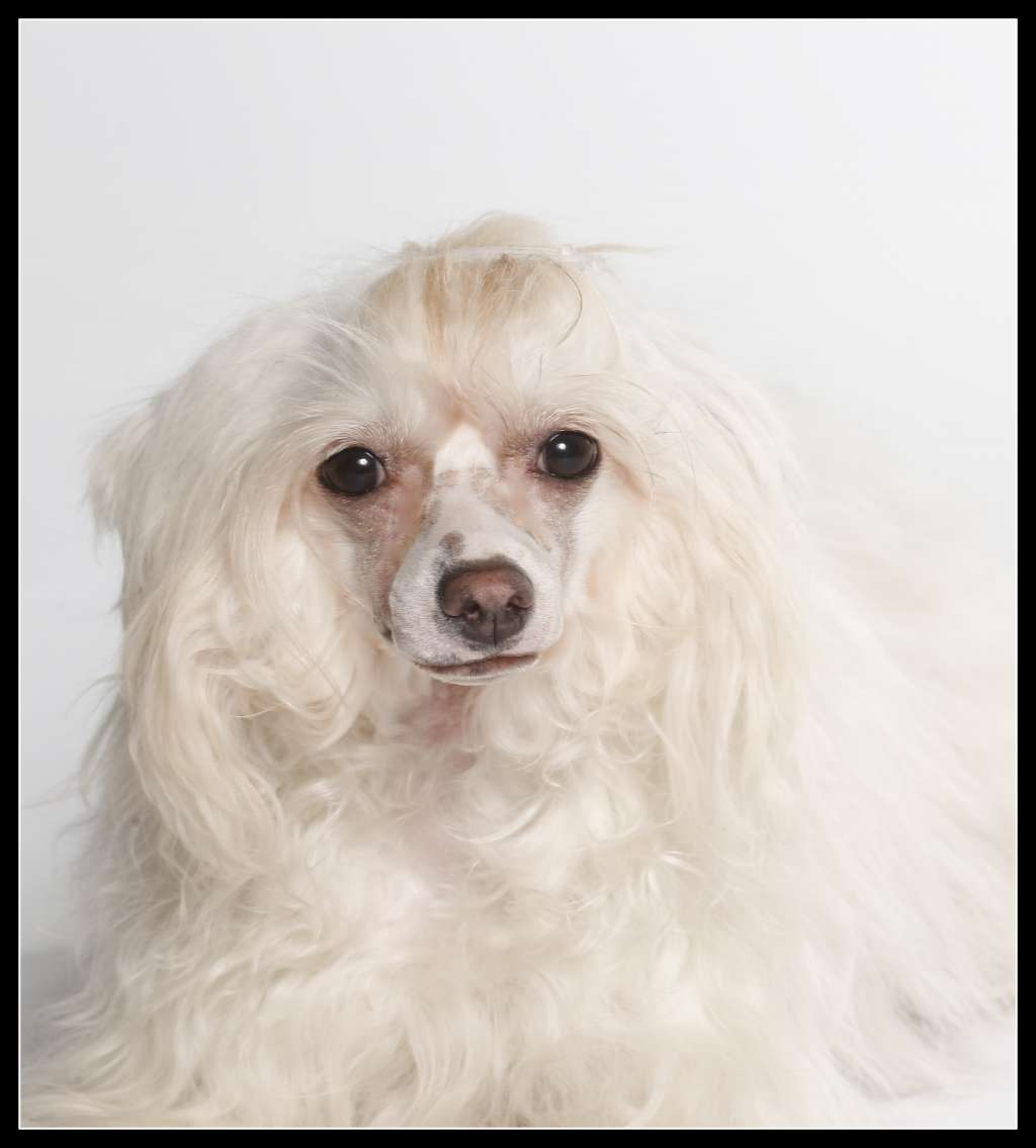 Little Crazy Cresteds Bliss