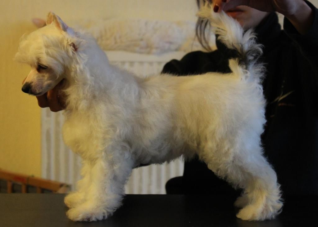 Of Fairy's Wings Iloha