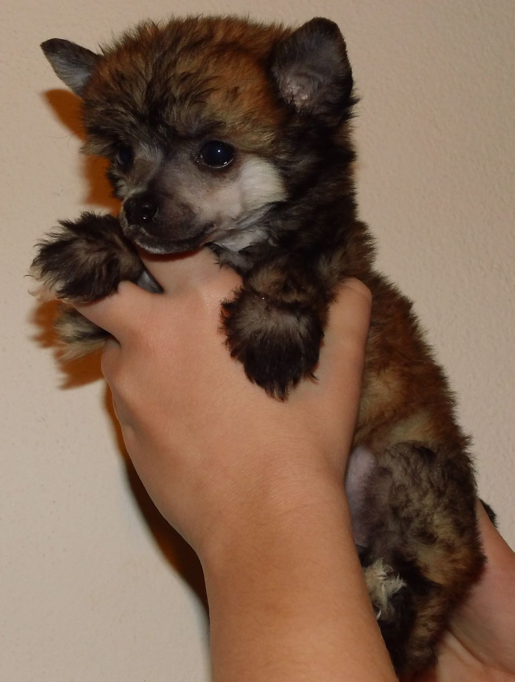 Juliett Jewel Queen Malverne