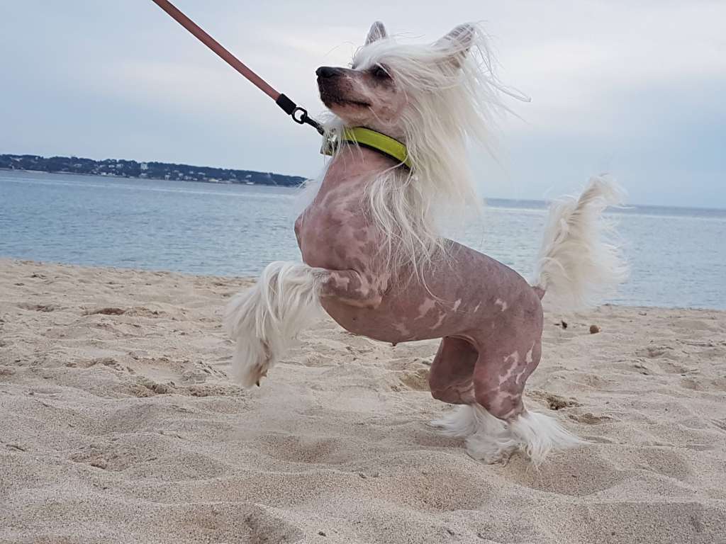 Of Fairy's Wings Iuba Chérie