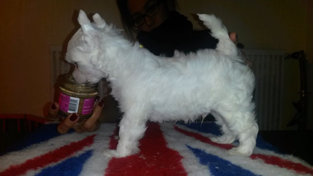 Of Fairy's Wings Ipop