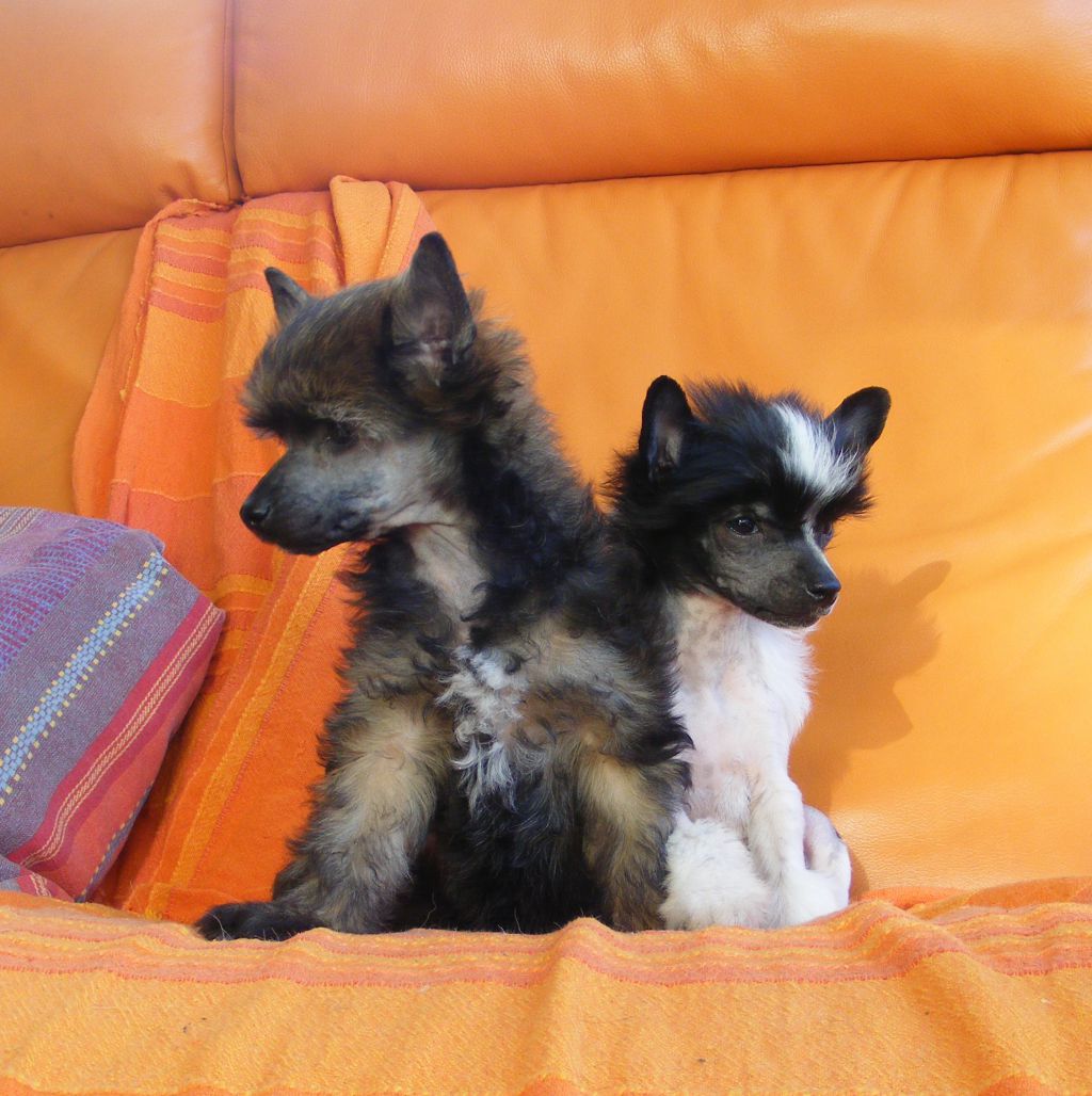 Dîndhâli InXpected Lilybye