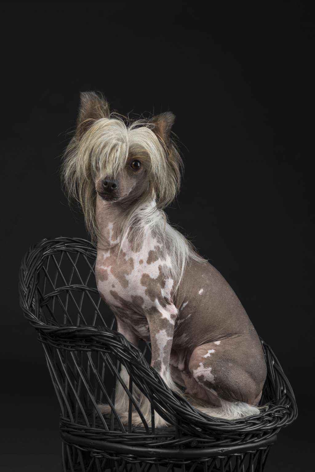 Chica Senorita trishablue