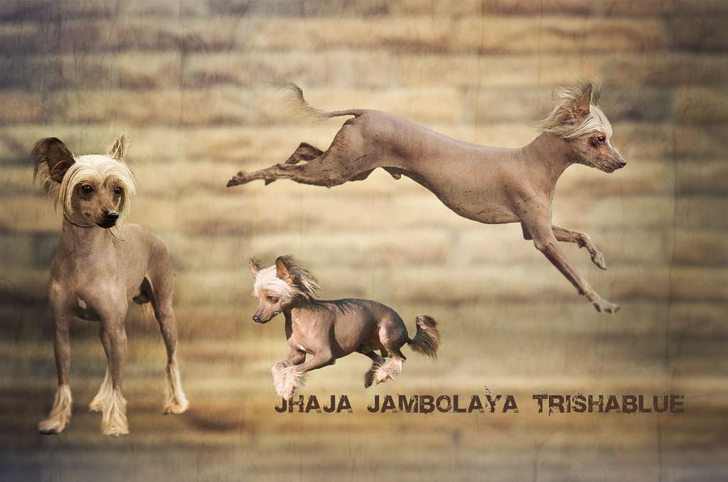 Jhaja Jambolaya Trishablue