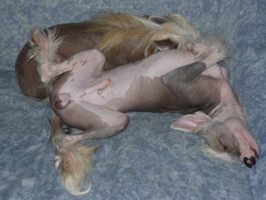 Original Stone Istwood