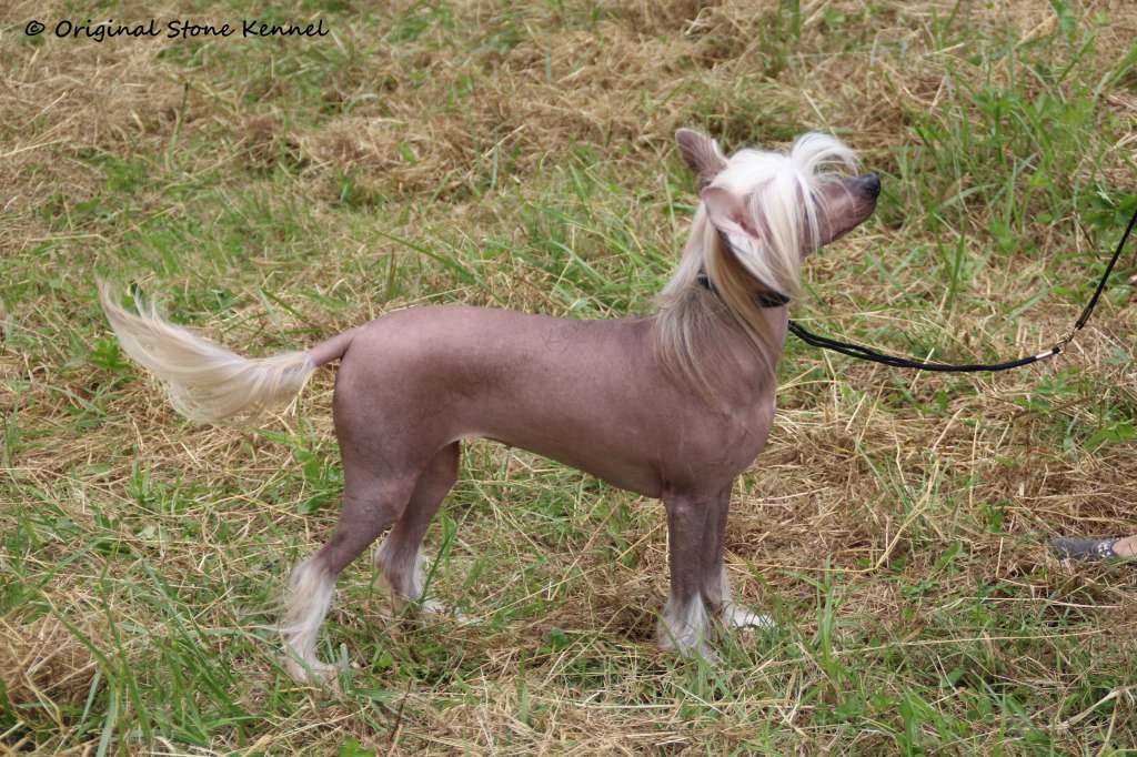 Original Stone Izaya