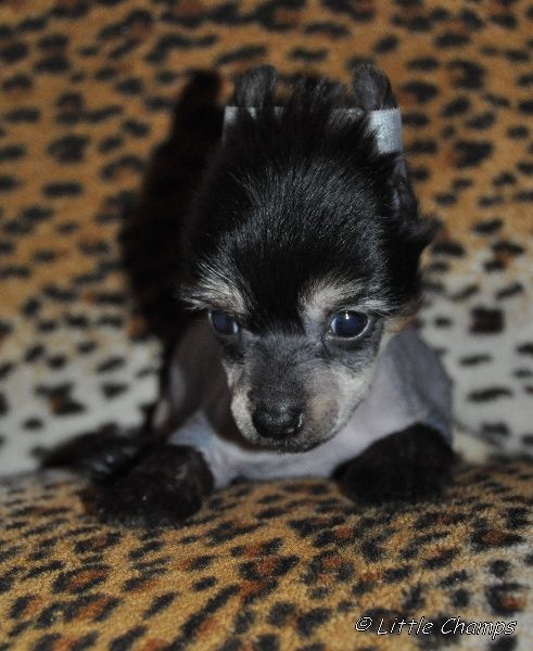 Give me the moon Little Champs