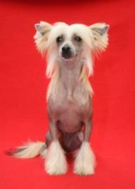 Give me much love Little Champs